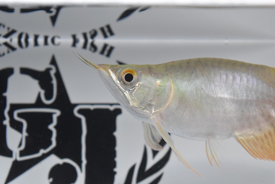 画像: Prominence Red Short Body