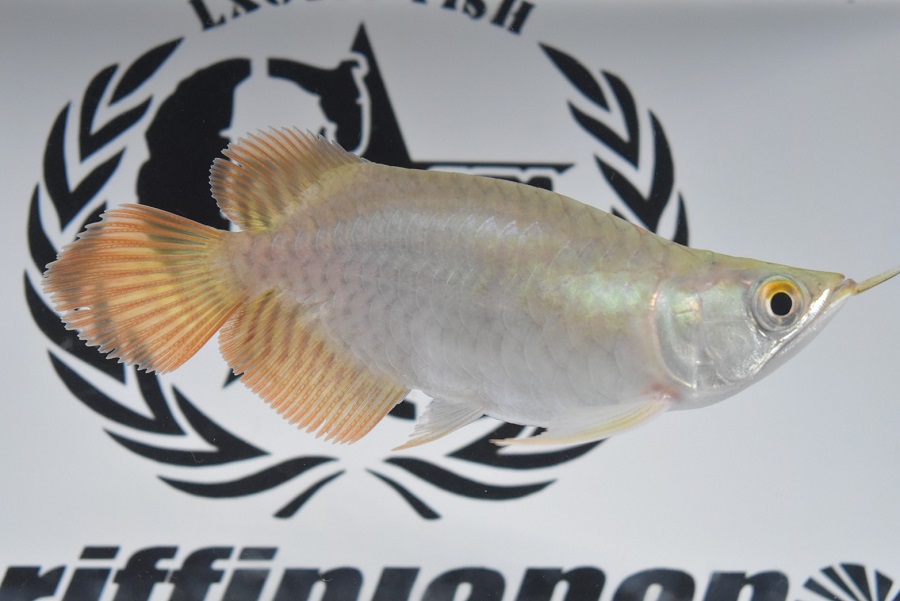 画像1: Prominence Red Short Body (1)