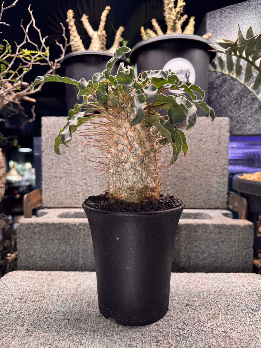 画像: Pachypodium namaquanum 