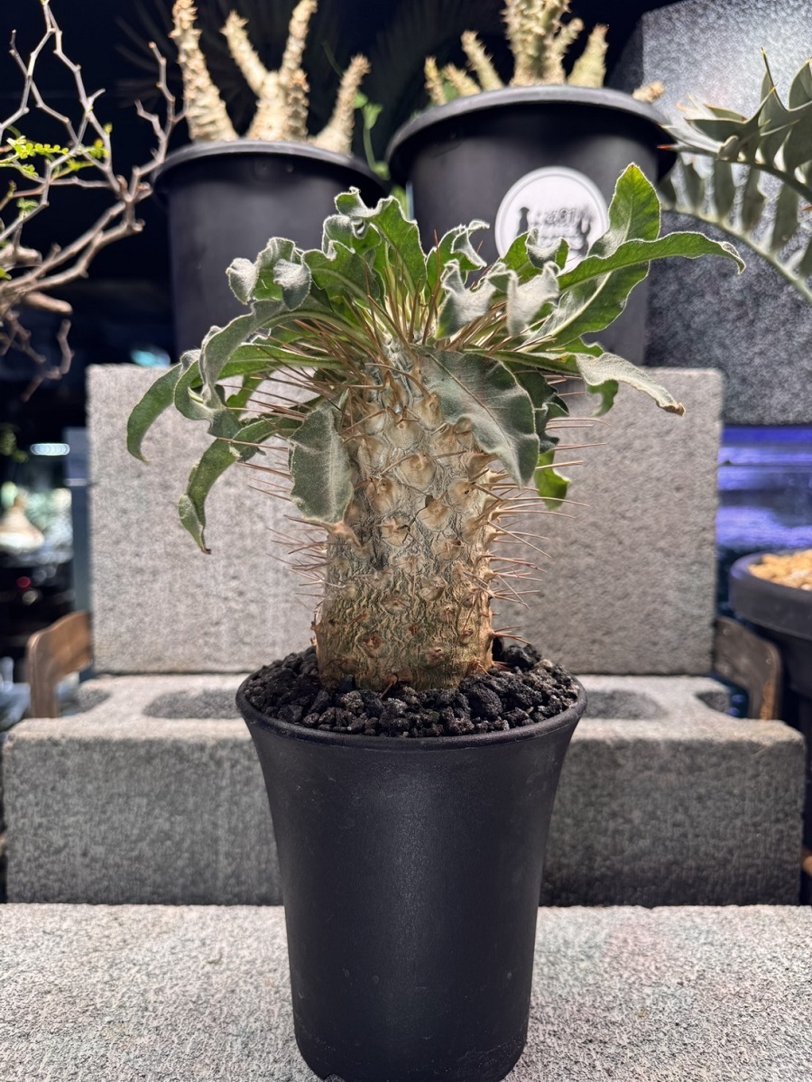 画像1: Pachypodium namaquanum  (1)