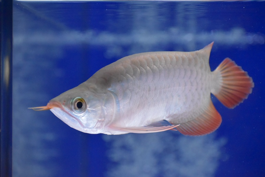 画像: Prominence Red Short Body