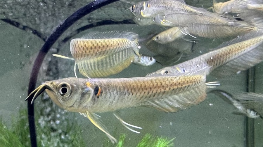 画像: シルバーアロワナ×ブラックアロワナ