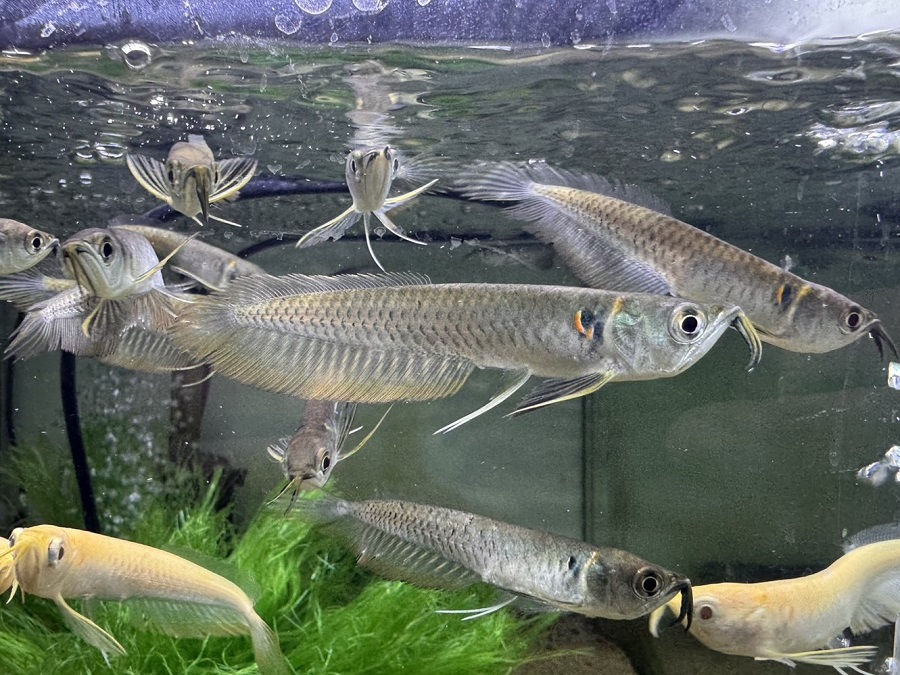 画像1: シルバーアロワナ×ブラックアロワナ (1)