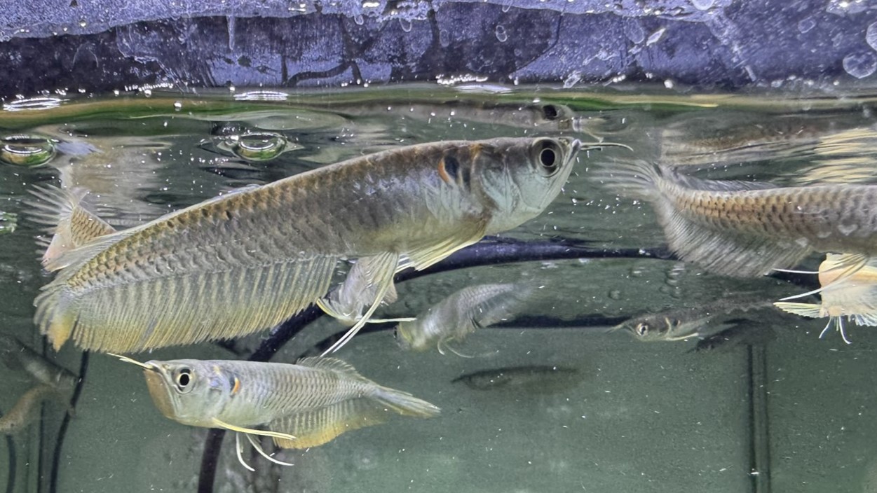 画像: シルバーアロワナ×ブラックアロワナ