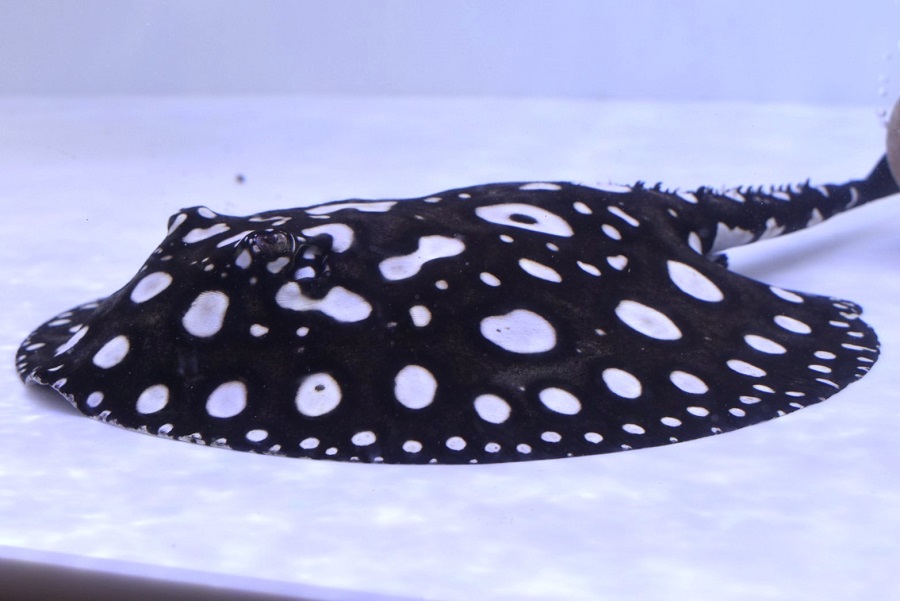 画像: Big Spot  Diamond Polkadot stingray