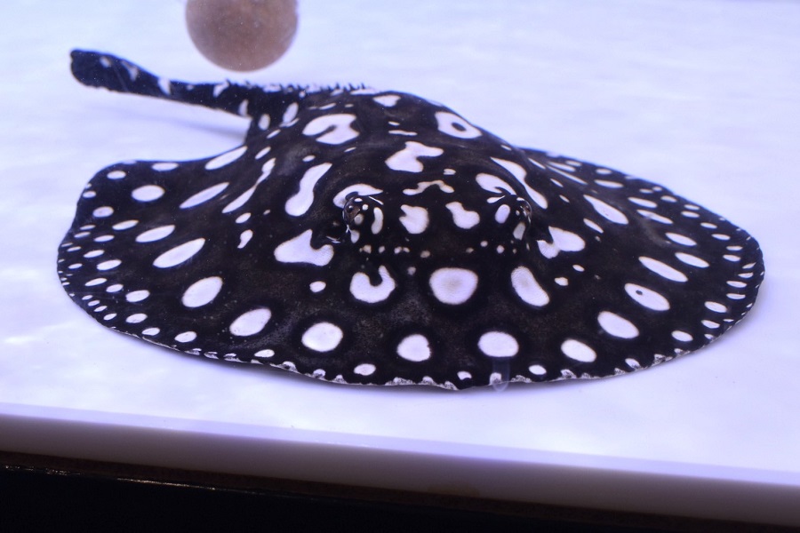 画像: Big Spot  Diamond Polkadot stingray
