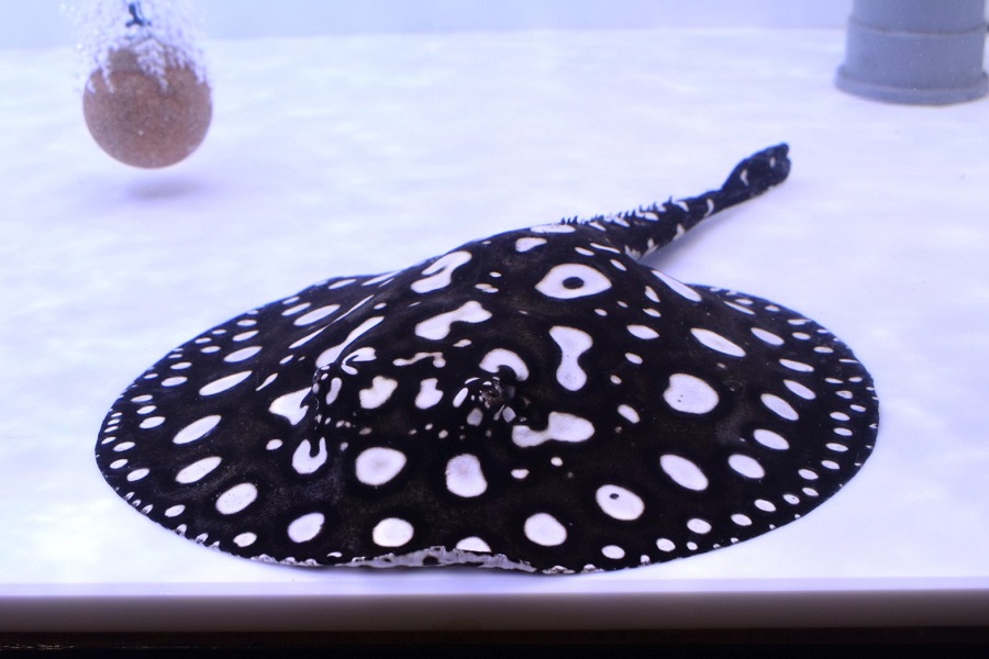 画像1: Big Spot  Diamond Polkadot stingray (1)