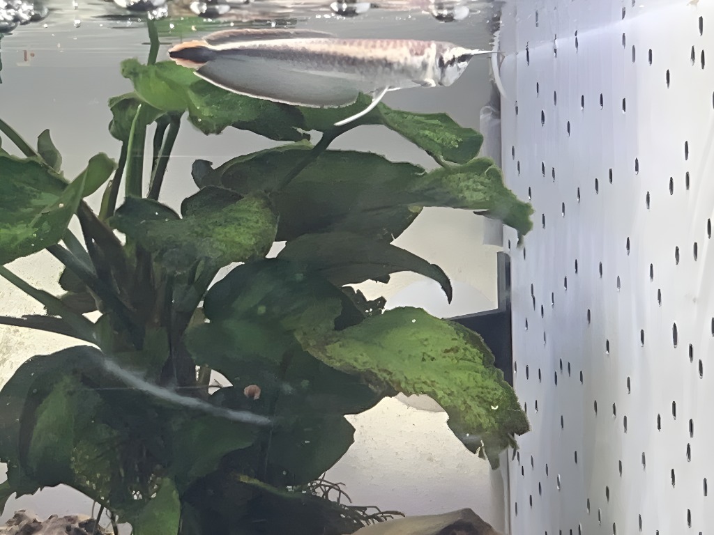 画像: Platinum Black Arowana