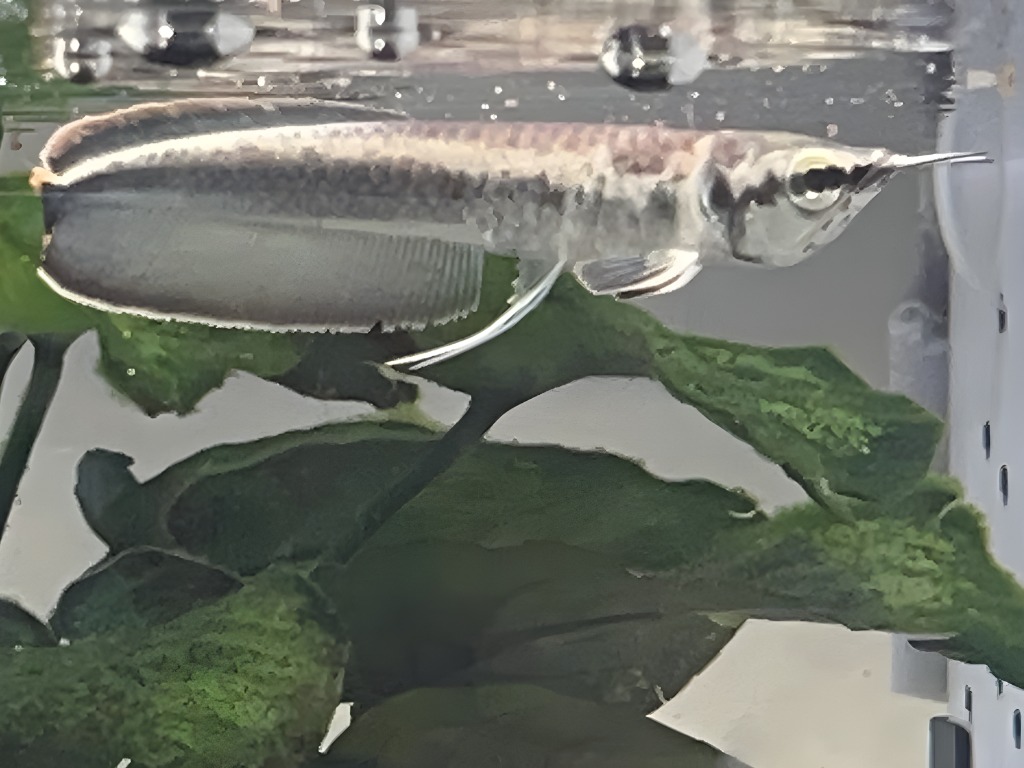 画像: Platinum Black Arowana