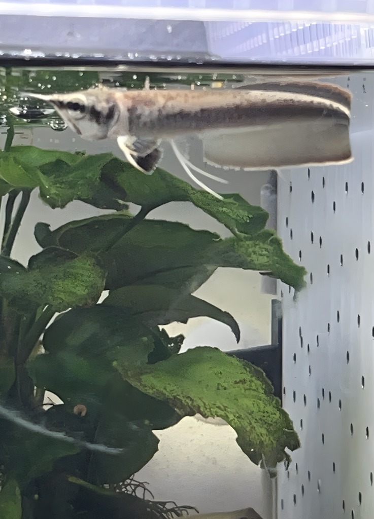 画像: Platinum Black Arowana