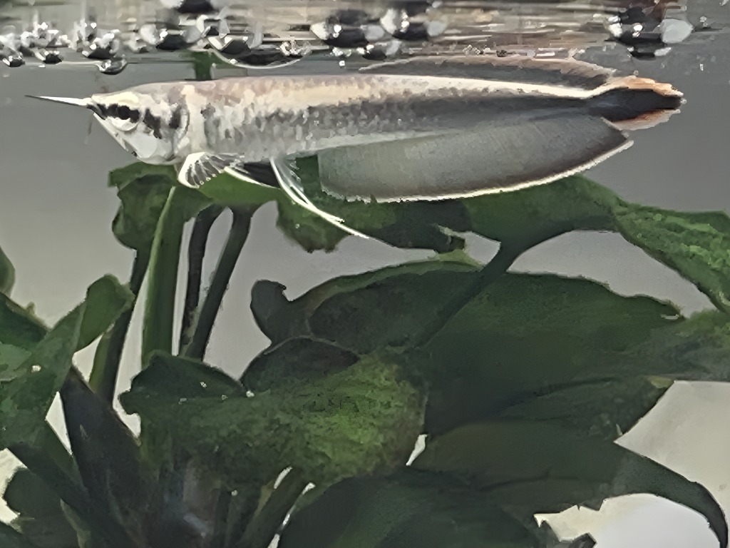 画像1: Platinum Black Arowana (1)