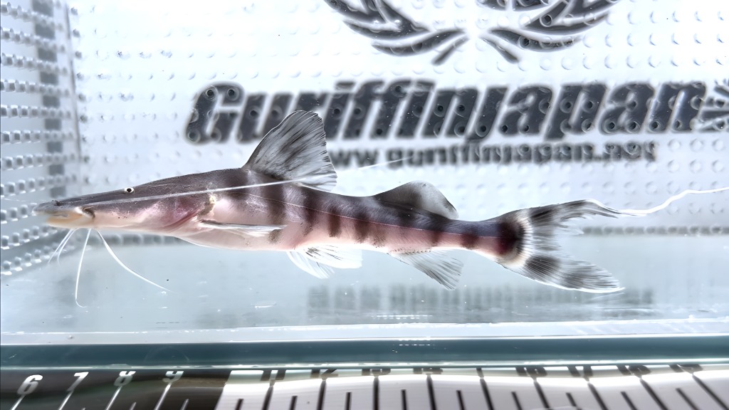 画像: ゼブラキャット