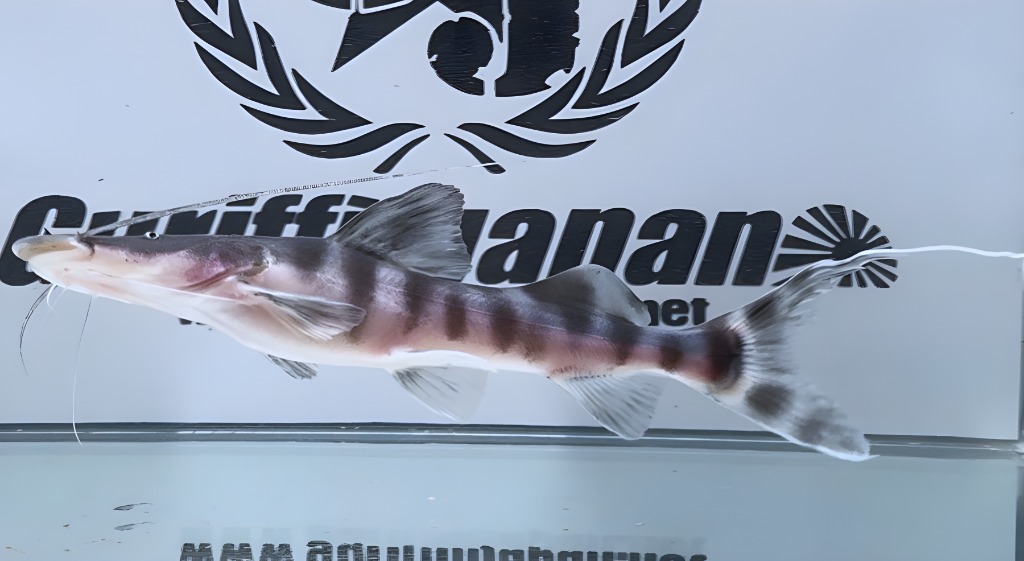 画像: ゼブラキャット