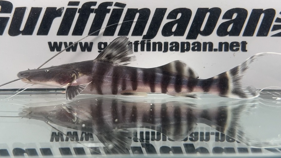 画像1: ゼブラキャット (1)