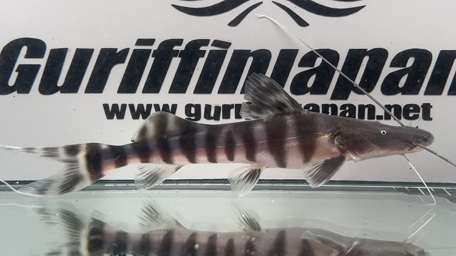 画像: ゼブラキャット