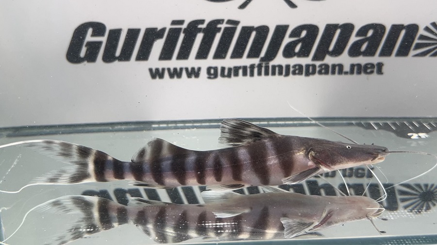 画像: ゼブラキャット