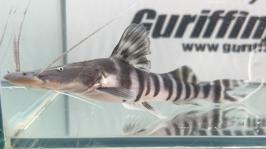 画像: ゼブラキャット