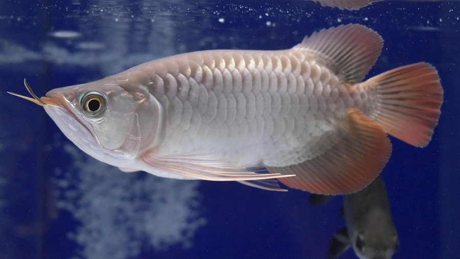 画像1: Prominence Red Short Body (1)