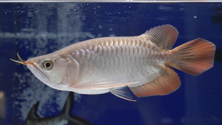 画像: Prominence Red Short Body