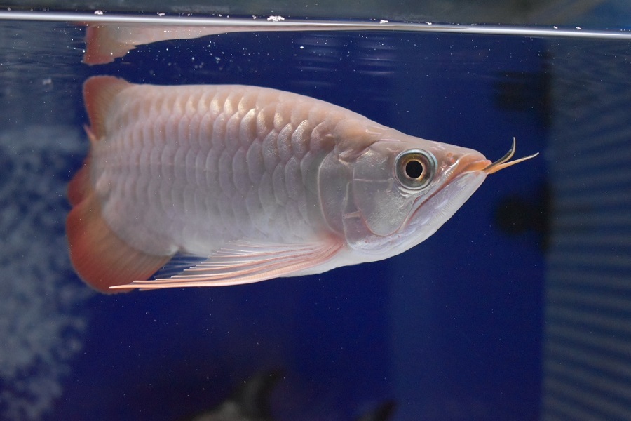 画像: Prominence Red Short Body