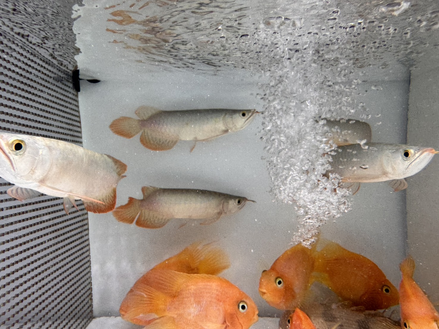 画像: ＧＷ セール紅龍