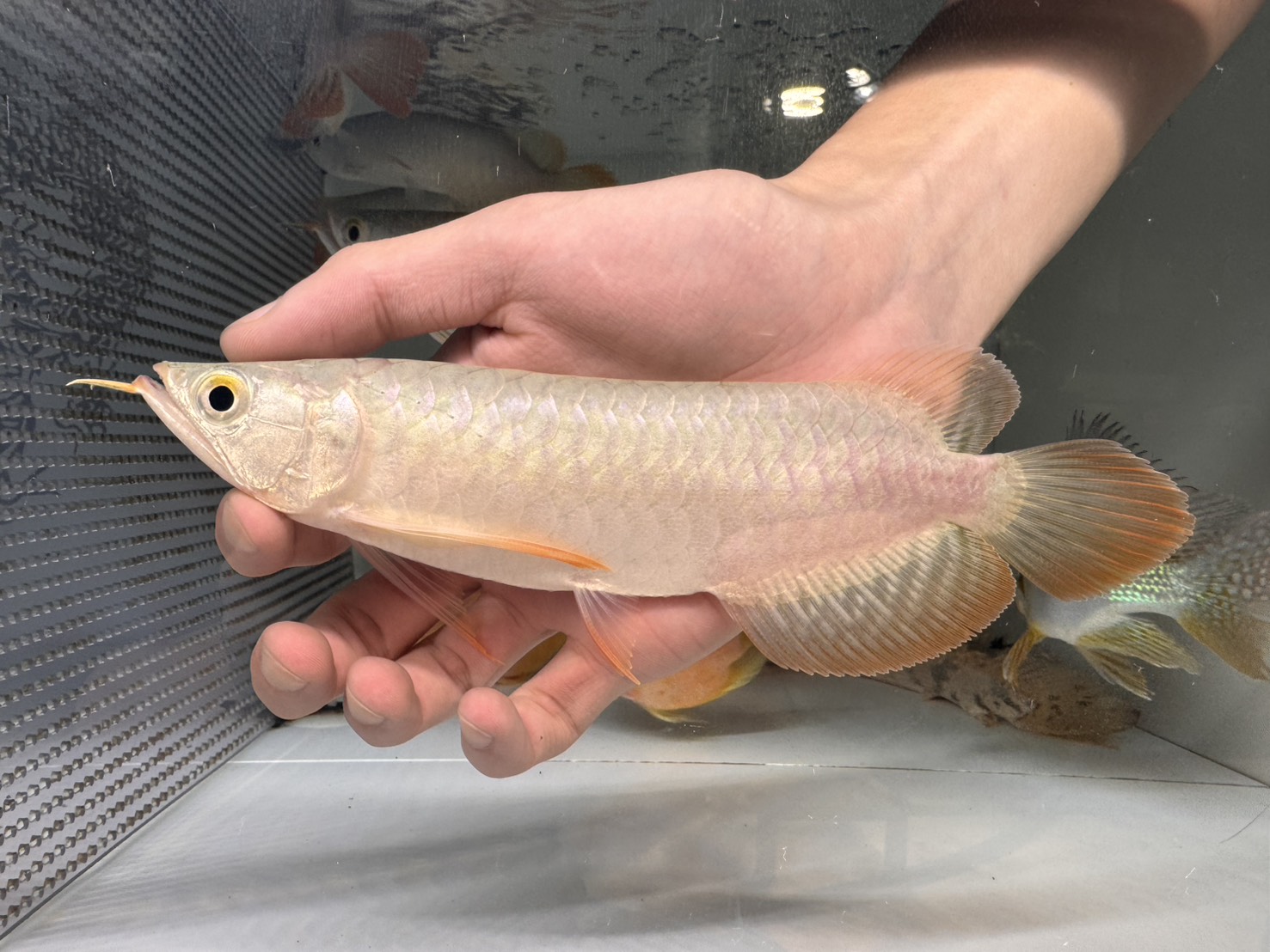 画像: ＧＷ セール紅龍