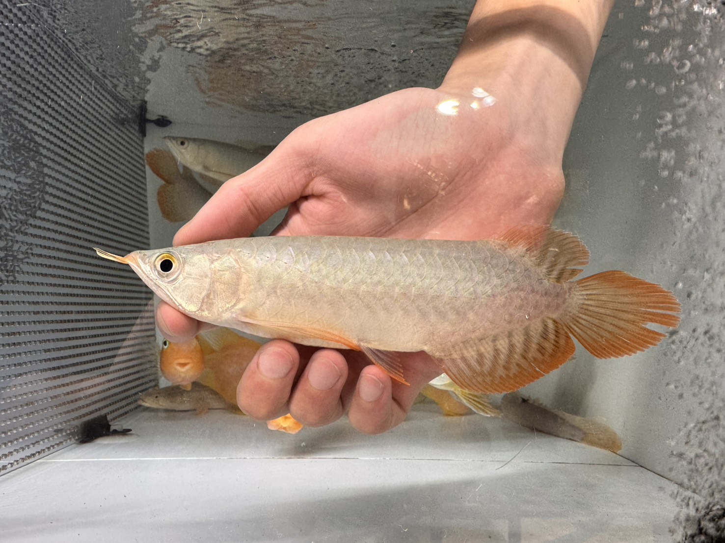 画像1: ＧＷ セール紅龍 (1)