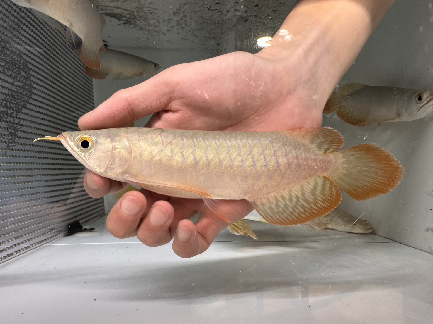 画像: ＧＷ セール紅龍